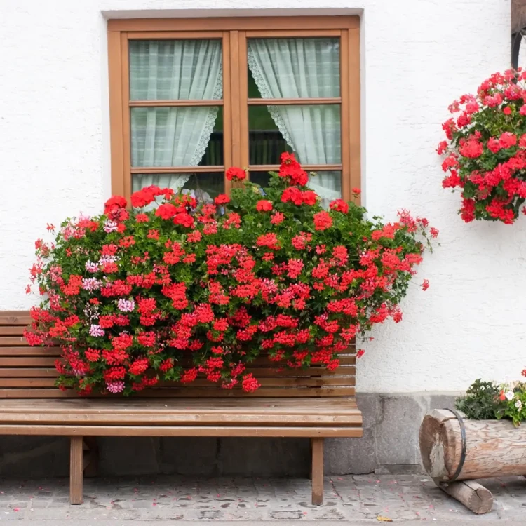 Ziemia do pelargonii i kwiatow balkopnowych bimberek 6