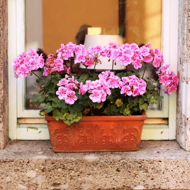 Ziemia do pelargonii i kwiatow balkopnowych bimberek 4