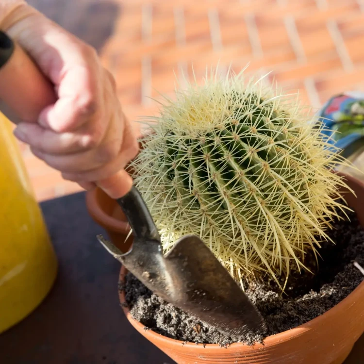 Ziemia do roslin zielonych 5l palma juka dracena kaktus monstera bimberek sklep