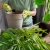 Ziemia do roslin zielonych 5l palma juka dracena kaktus monstera bimberek