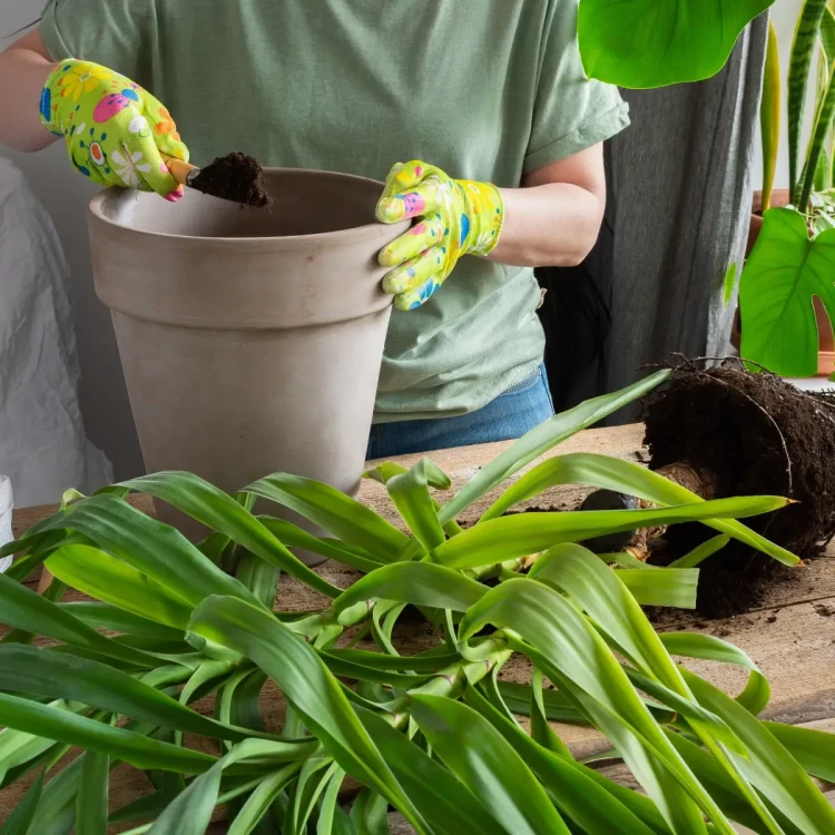 Ziemia do roslin zielonych 5l palma juka dracena kaktus monstera bimberek