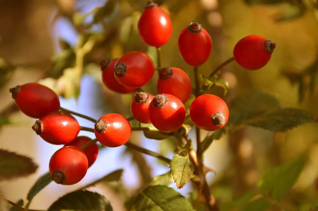 Wino-z-dzikiej-rozy-przepis