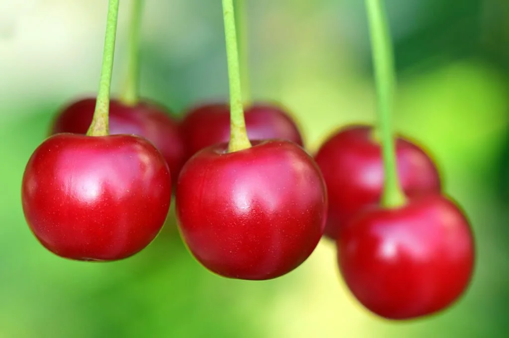 wino z wiśni przepis krok po kroku bimberek blog