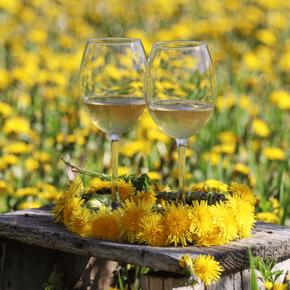 Wino z mniszka lekarskiego przepis Bimberek blog
